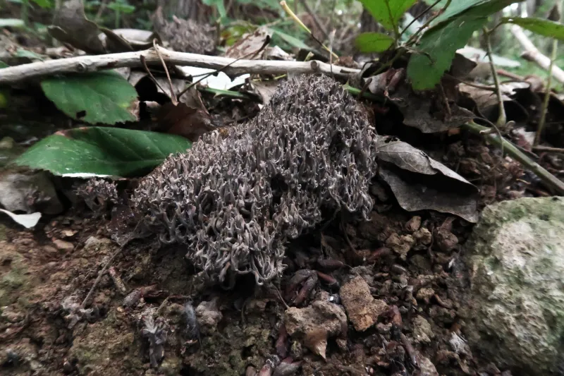 Clavulina cinerea 1 - IMG_5061